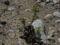 Image of Euphorbia amygdaloides subsp. amygdaloides