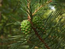 Image of Scotch Pine