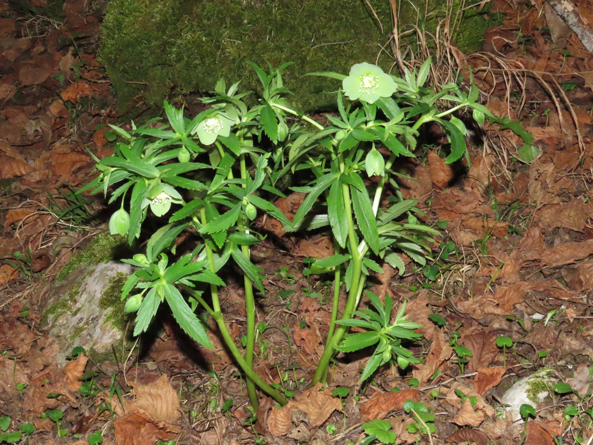 Image of Helleborus viridis subsp. occidentalis (Reuter) Schifner