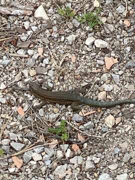 Image of Lilford's Wall Lizard