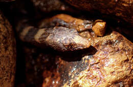 Image of Chinese water skink