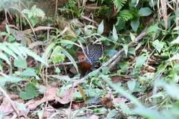 Image of Madagascan Flufftail