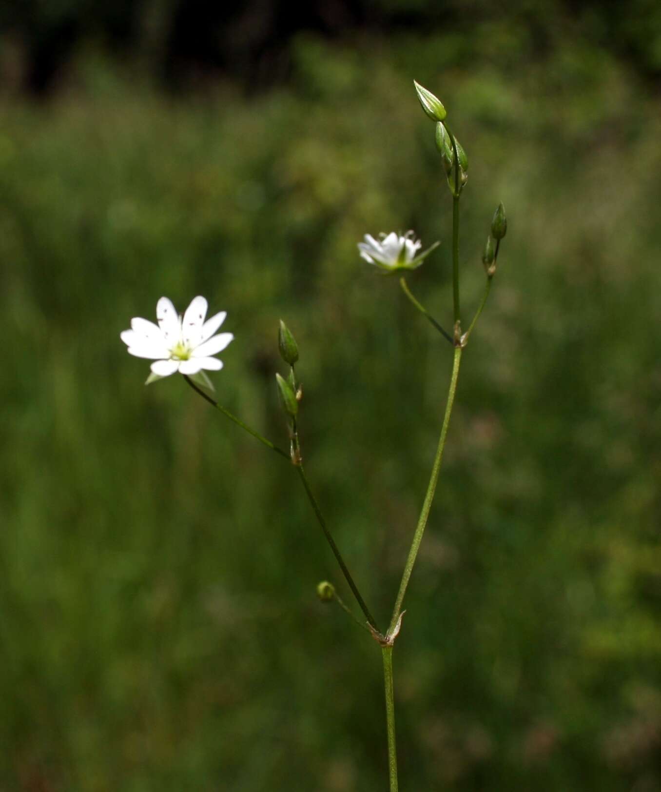 Imagem de Stellaria graminea L.