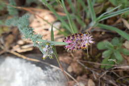 Image of Platycapnos spicata (L.) Bernh.