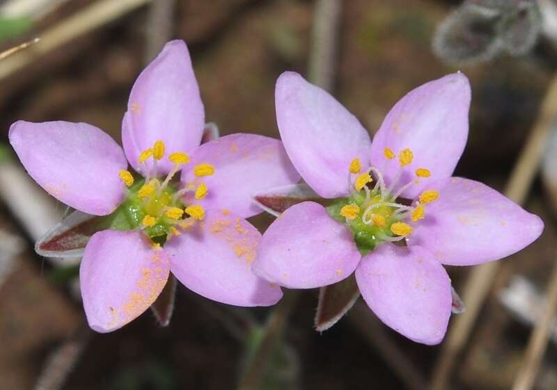 Слика од Rhodalsine geniculata (Poir.) F. N. Williams