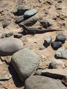 Image of Gran Canaria Giant Lizard