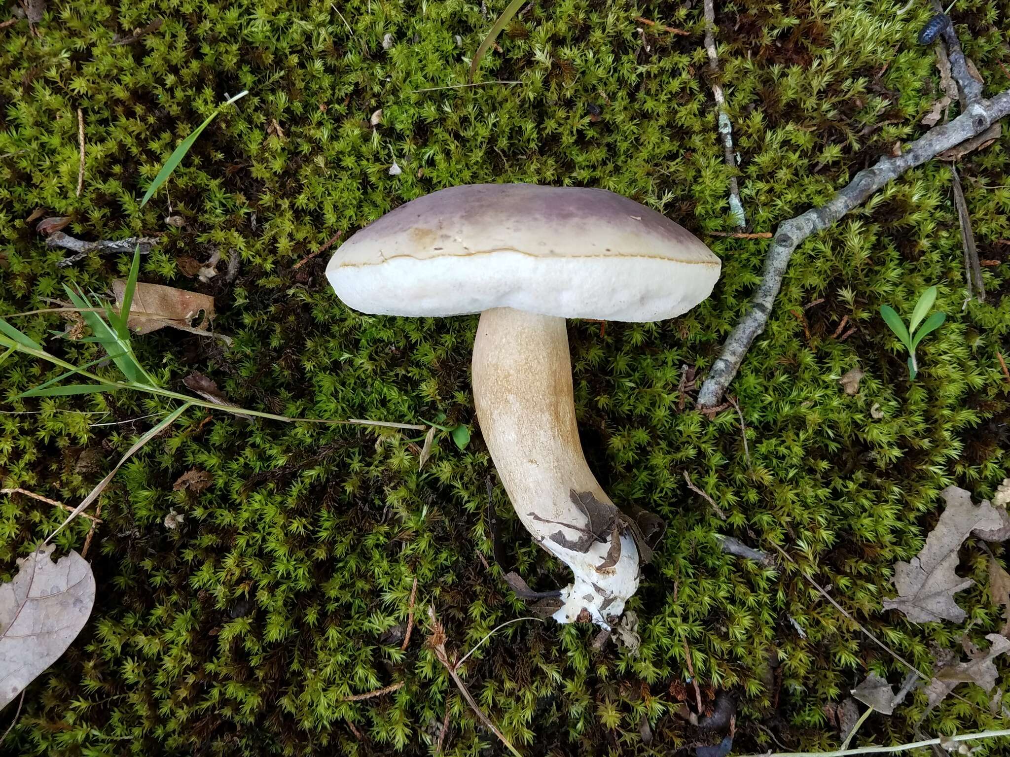 Image of Tylopilus williamsii Singer & J. García 1991