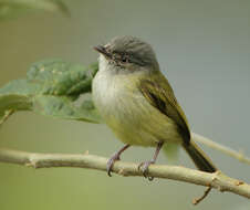 Image of Yellow-olive Flatbill