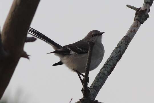 Image of Mimus polyglottos polyglottos (Linnaeus 1758)