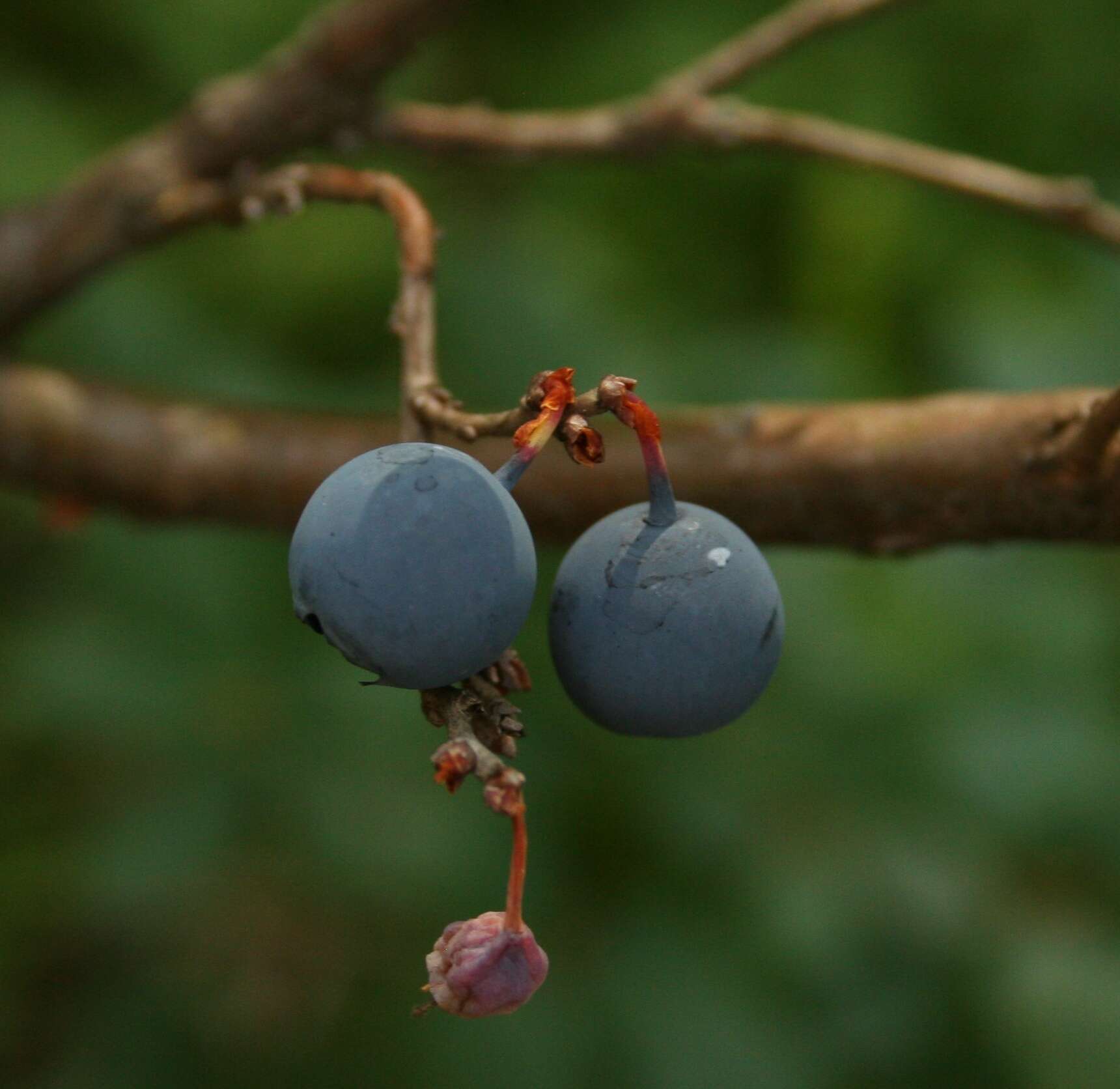 Image of alpine bilberry