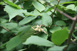 Image of Corylus sieboldiana Blume