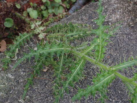 Image of Cirsium ferum