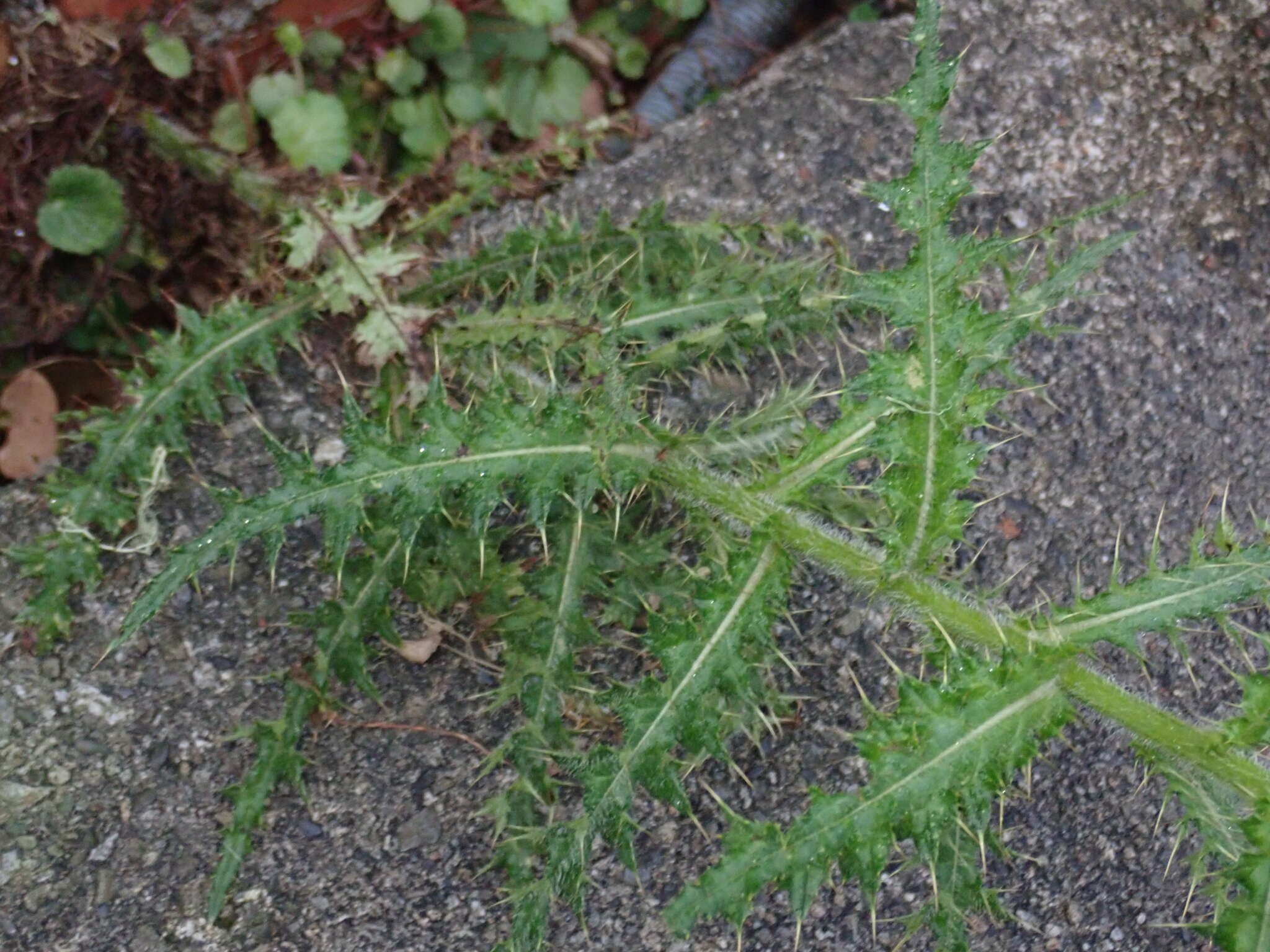 Imagem de Cirsium ferum