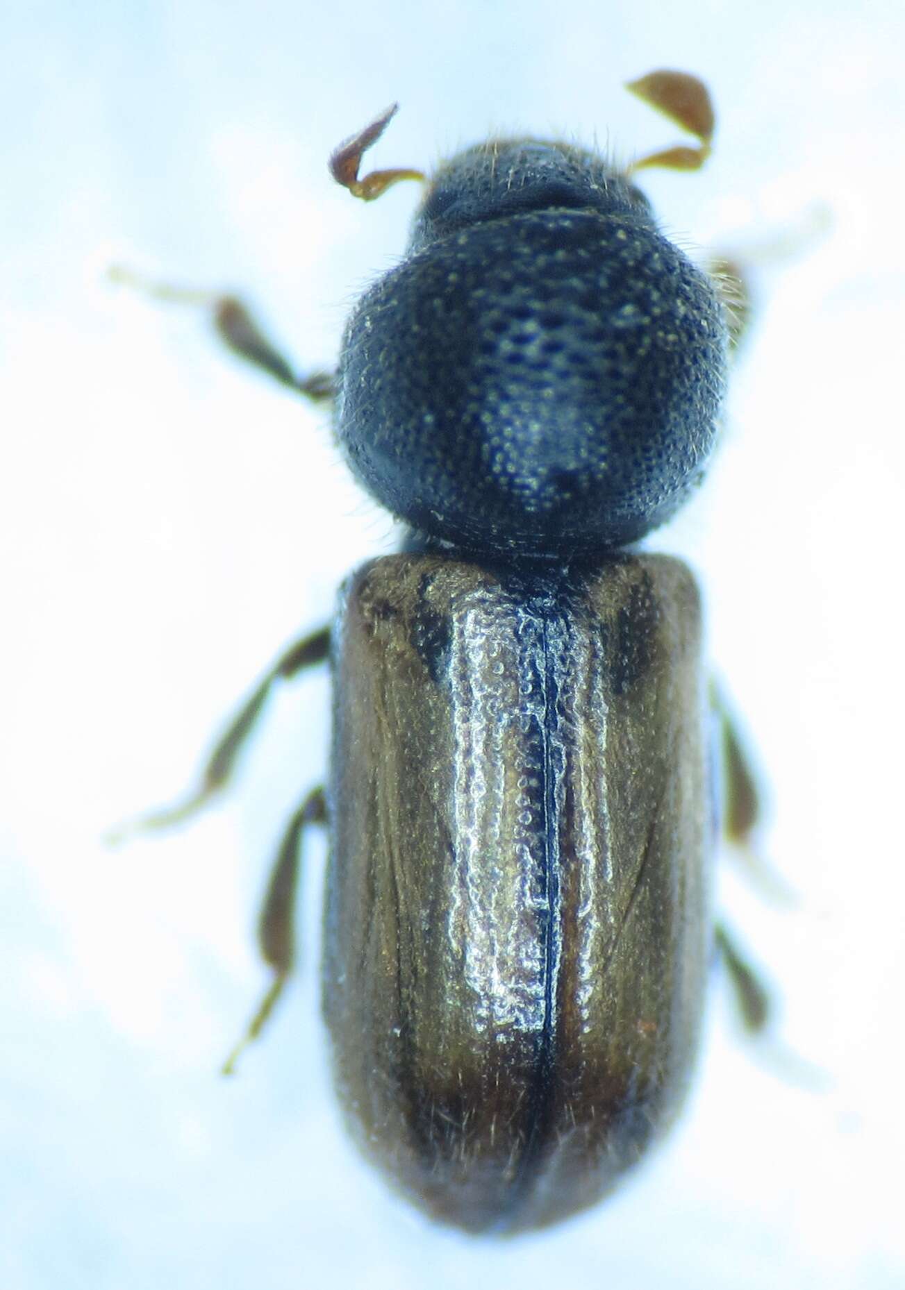 Image of European hardwood ambrosia beetle