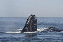 Image of Black Right Whale