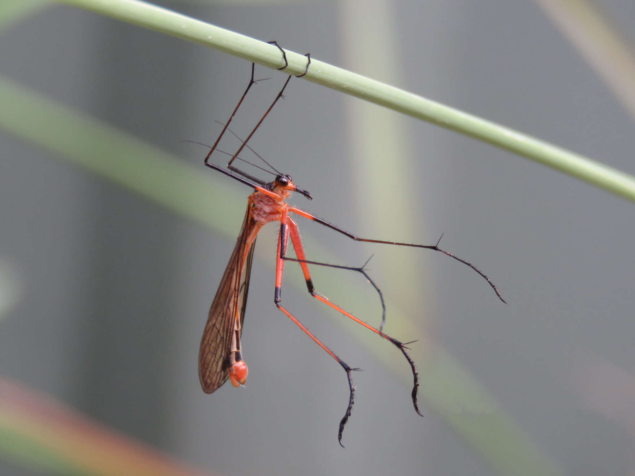 Image of Harpobittacus similis Esben-Petersen 1935