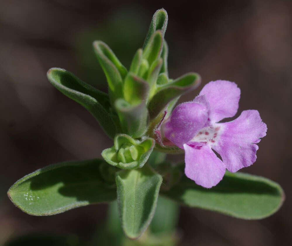 Image of Hemigenia incana (Lindl.) Benth.