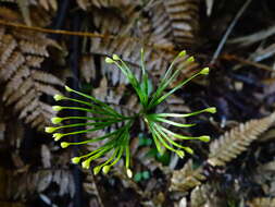 Imagem de Schizaea dichotoma (L.) Sm.