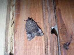 Image of Copper Underwing