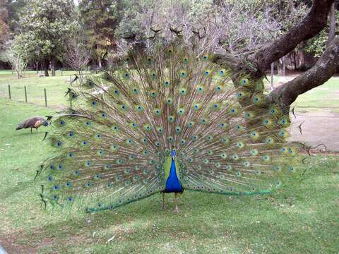 Image of Pavo Linnaeus 1758