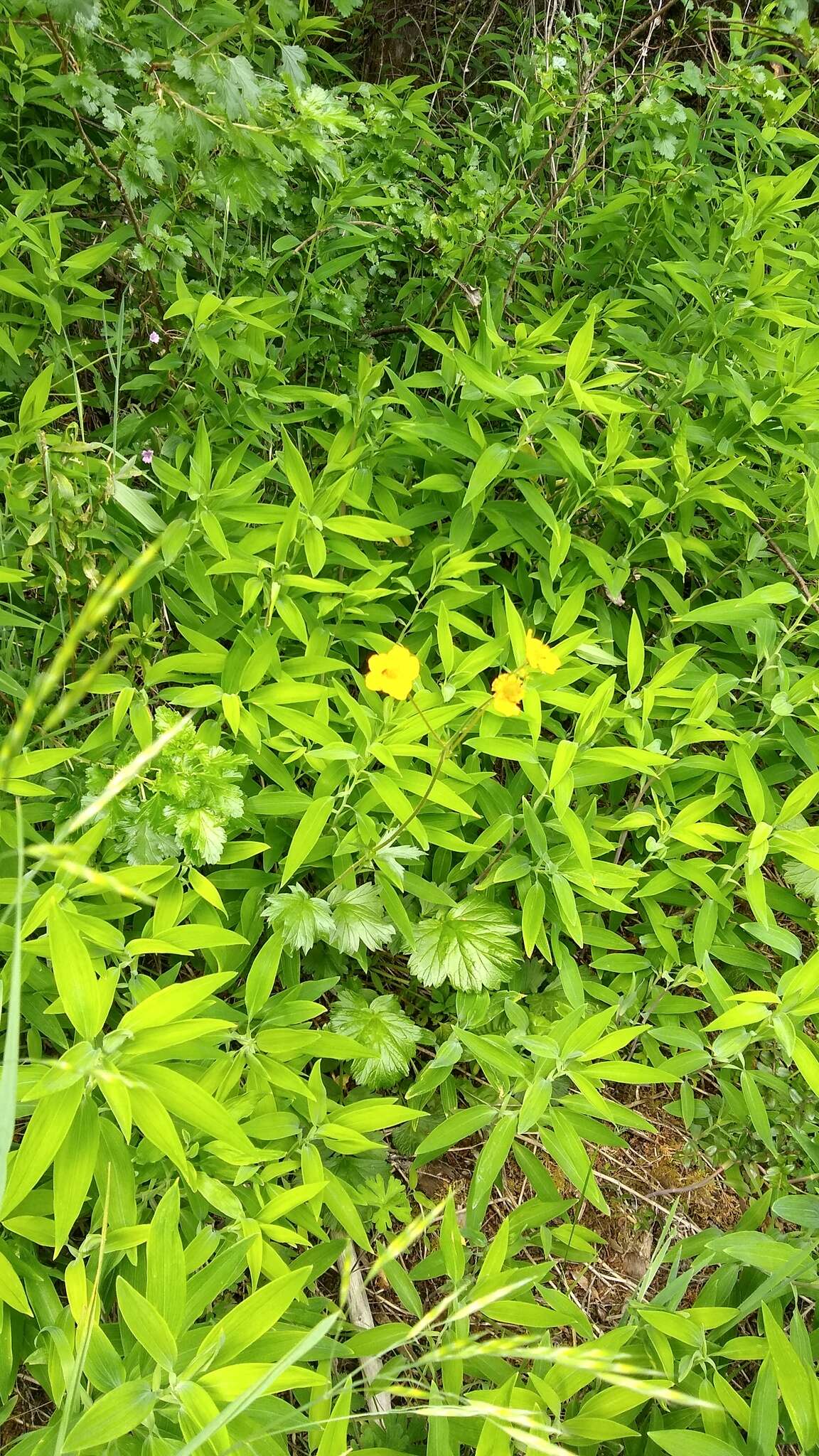 Image of Geum magellanicum Comm. ex Pers.