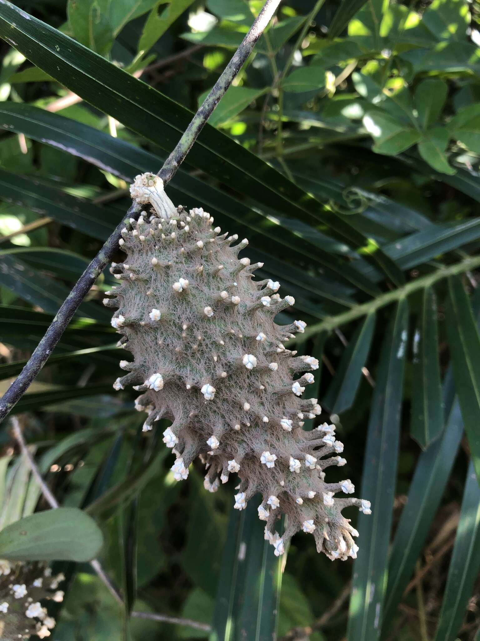 Ibatia maritima (Jacq.) Decne.的圖片