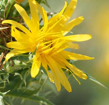 Image of goldenthistle