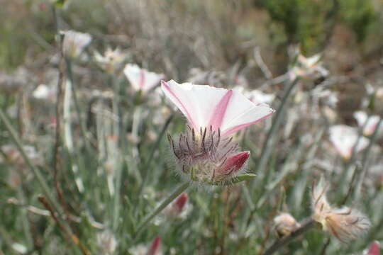 صورة Convolvulus lanuginosus Desr.