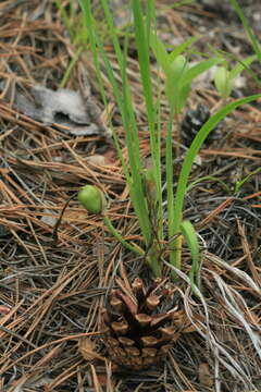 Plancia ëd Iris uniflora Pall. ex Link