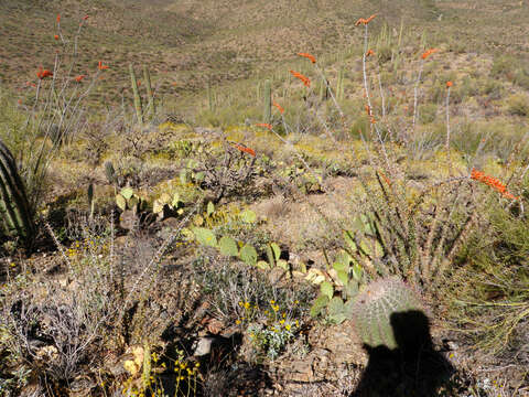 Image of Dollar-joint Prickly-pear