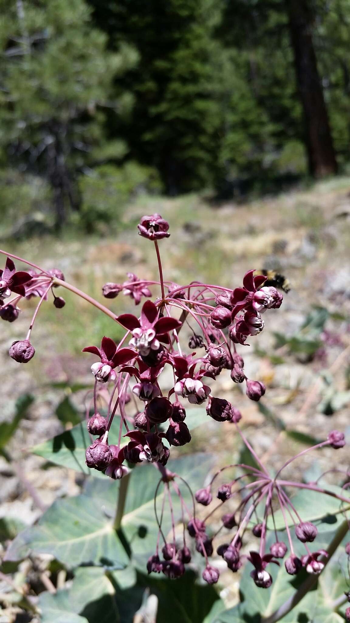 Imagem de Asclepias cordifolia (Benth.) Jepson