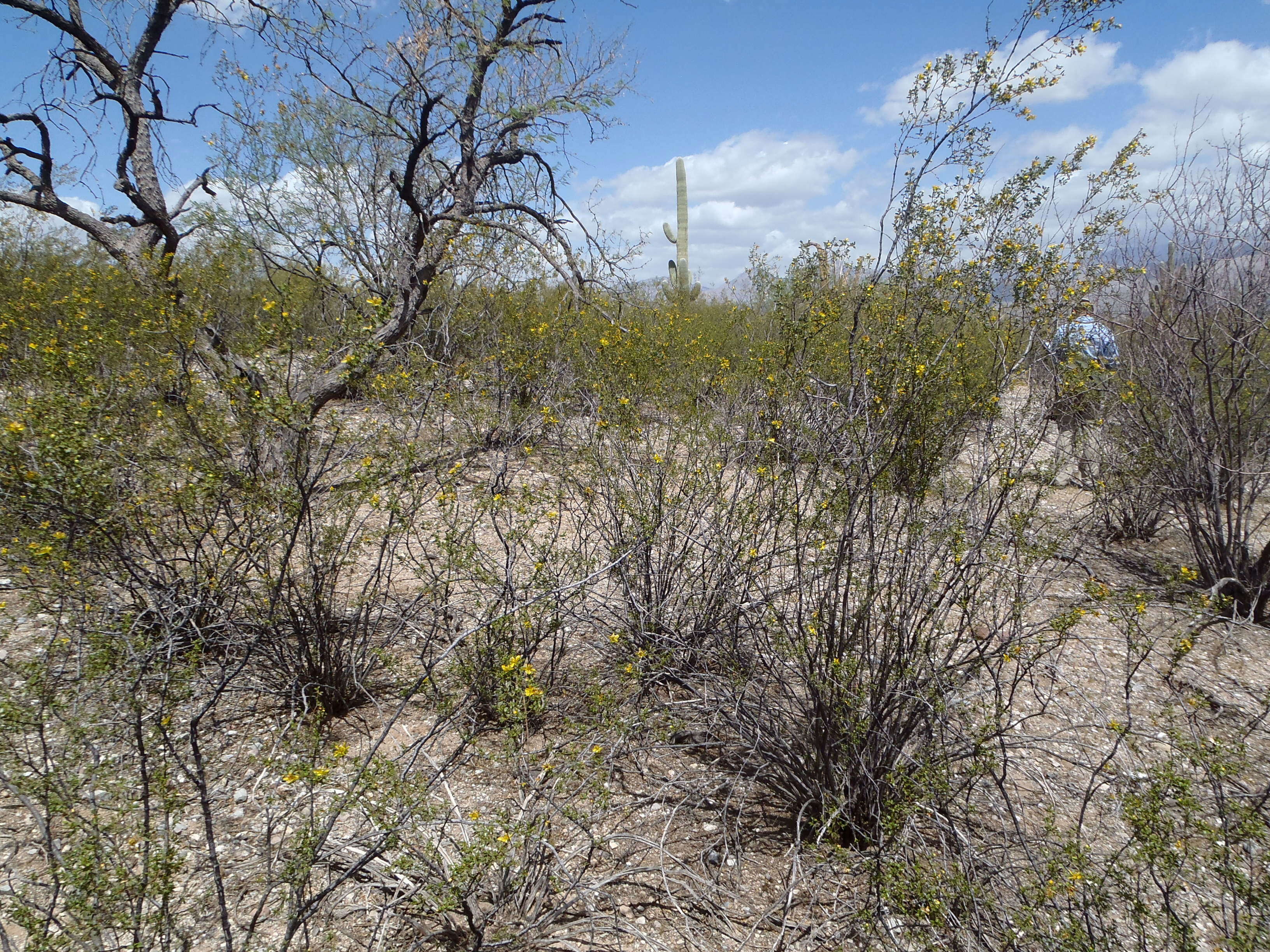 Image de Larrea tridentata (Sesse & Moc. ex DC.) Coult.