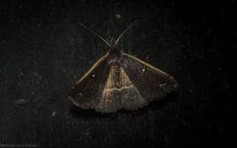 صورة Adrapsa ablualis Walker 1859