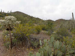 Image de Larrea tridentata (Sesse & Moc. ex DC.) Coult.