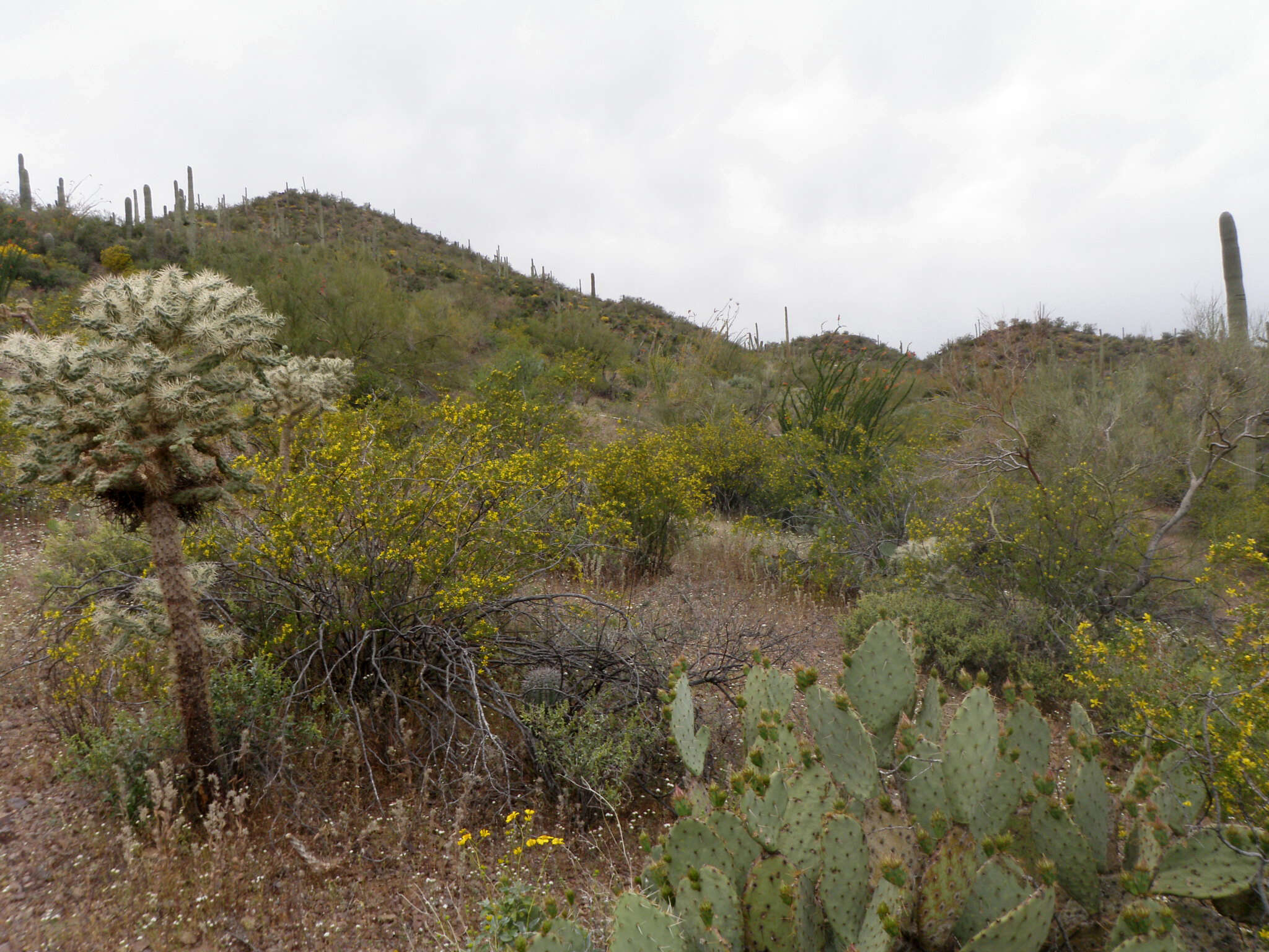 Image de Larrea tridentata (Sesse & Moc. ex DC.) Coult.