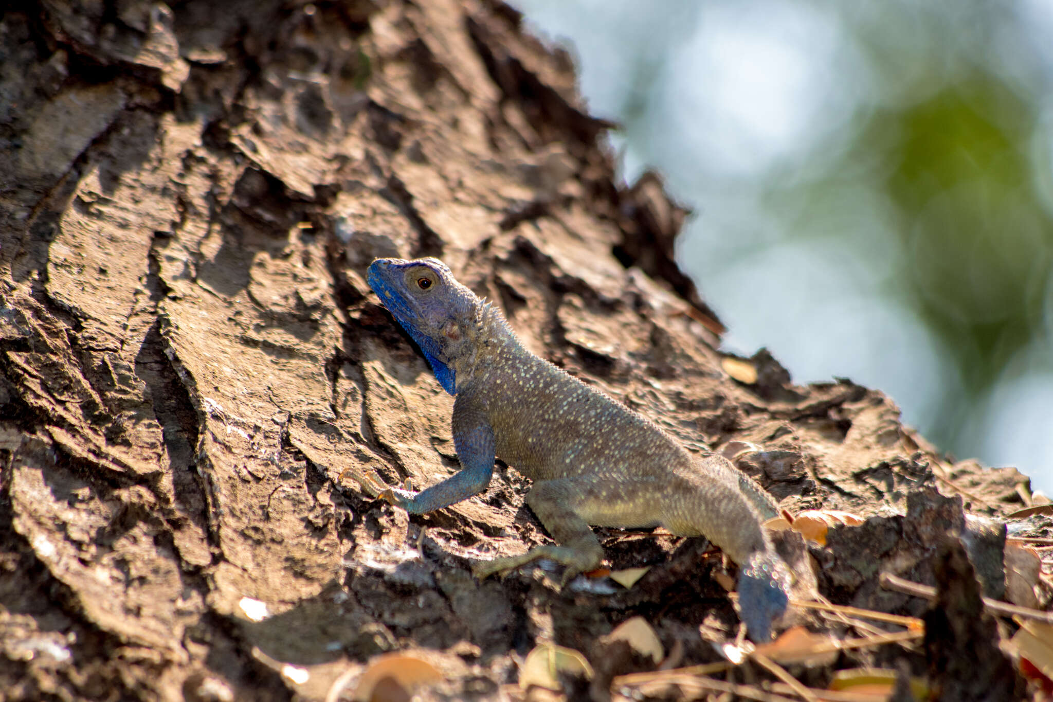 Agama mucosoensis Hellmich 1957 resmi