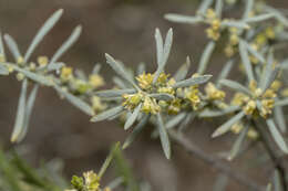 صورة Thymelaea tartonraira subsp. argentea (Sibth. & Sm.) Holmboe
