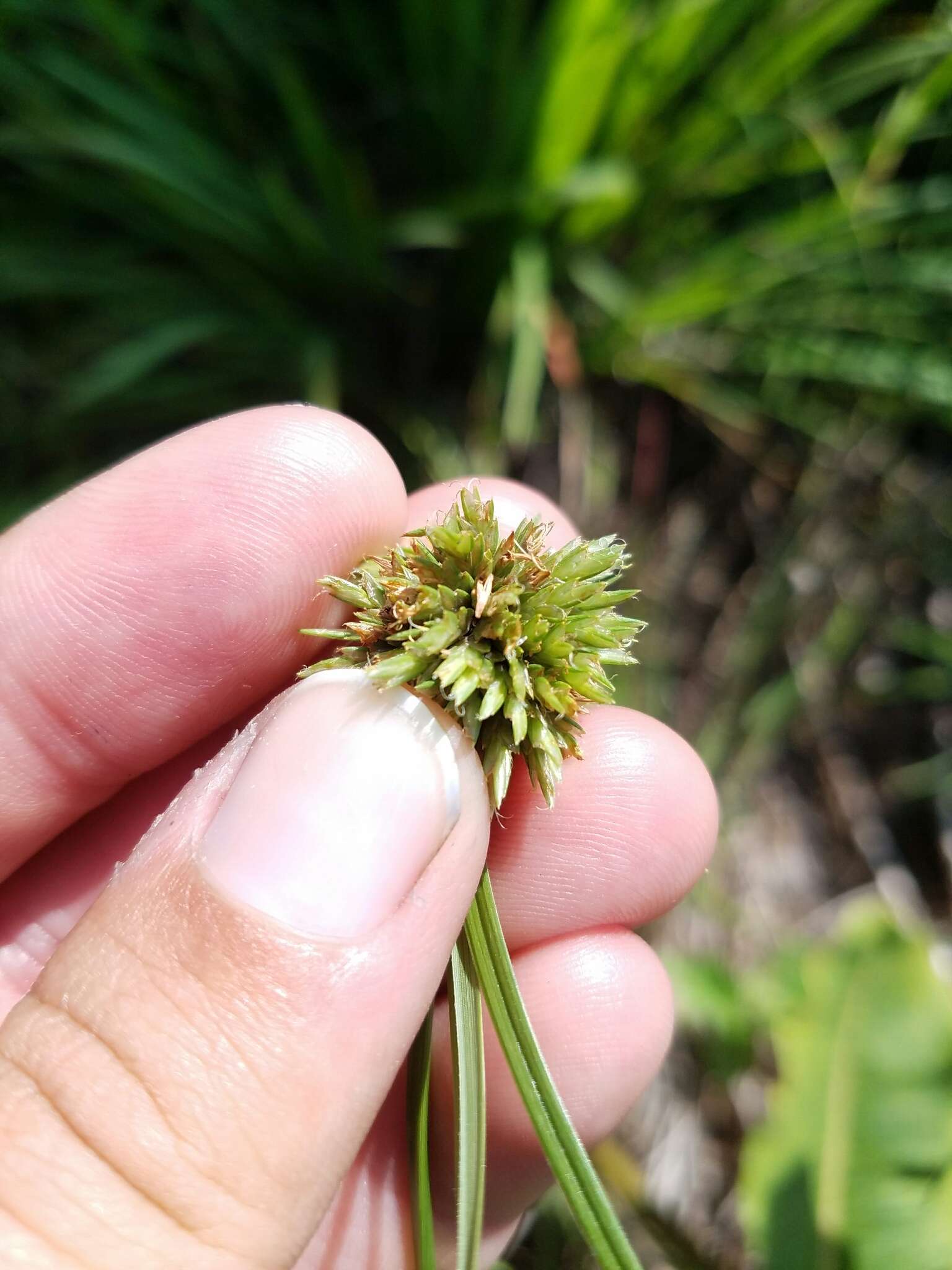 Image of Great Plains flatsedge