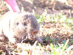 Image of Mole-rats