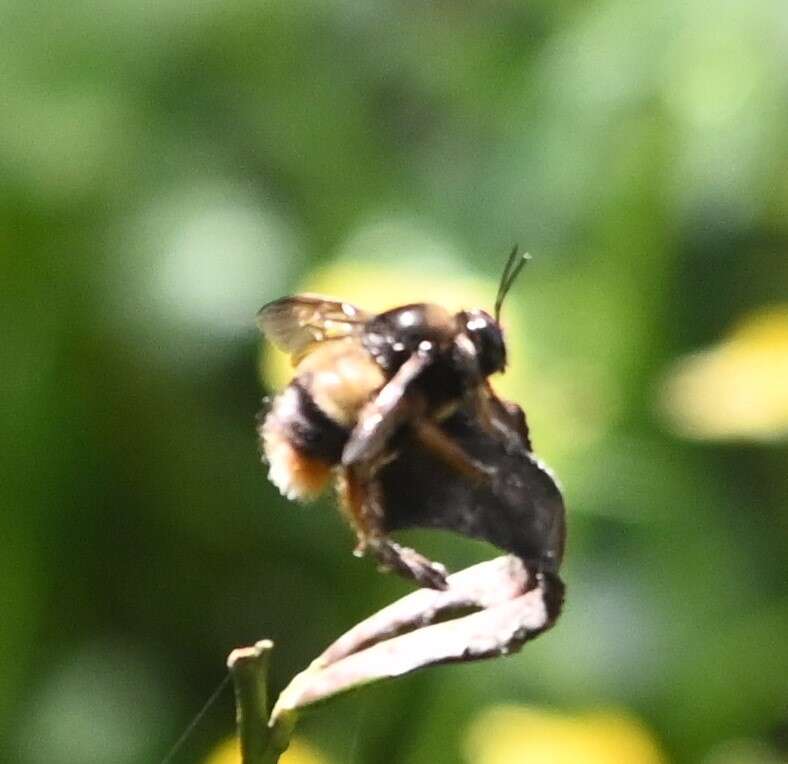 Image of Xylocopa chinensis Friese 1911