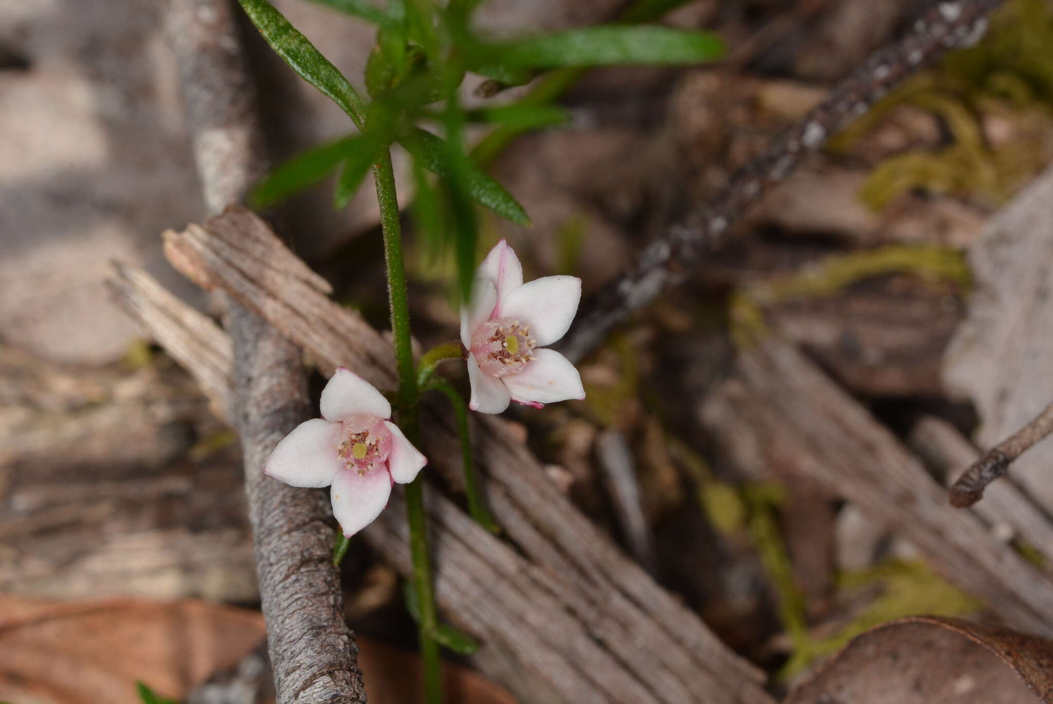 Image de Cyanothamnus nanus var. hyssopifolius