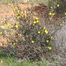 Image of Hibbertia cockertoniana K. R. Thiele