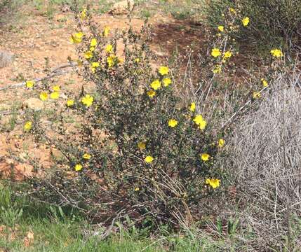 Image of Hibbertia cockertoniana K. R. Thiele