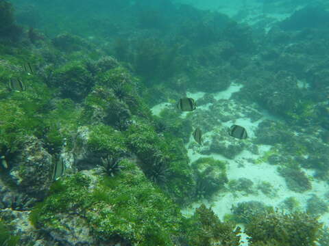 Image of Threebanded butterflyfish