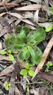 Image of Drosera erythrorhiza subsp. squamosa (Benth.) N. Marchant & Lowrie