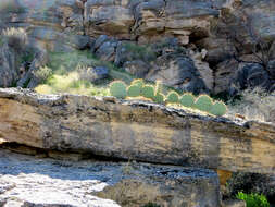 Image of Dollar-joint Prickly-pear