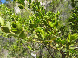 Image de Larrea tridentata (Sesse & Moc. ex DC.) Coult.