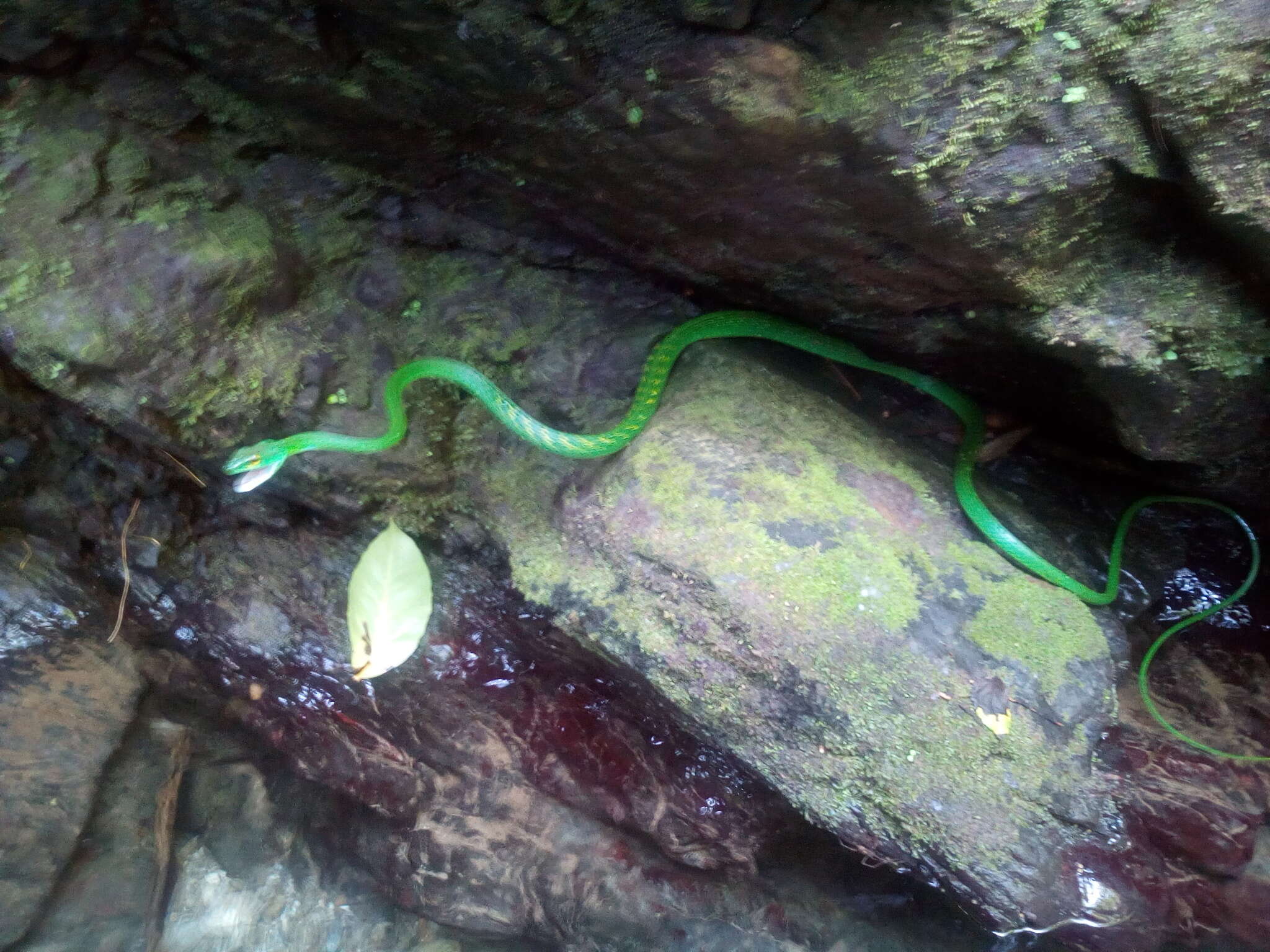 Image of Leptophis ahaetulla praestans (Cope 1868)