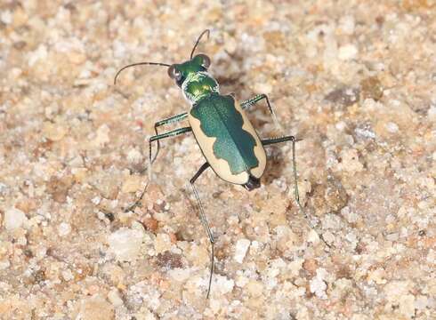 Sivun Eunota circumpicta johnsonii (Fitch 1857) kuva