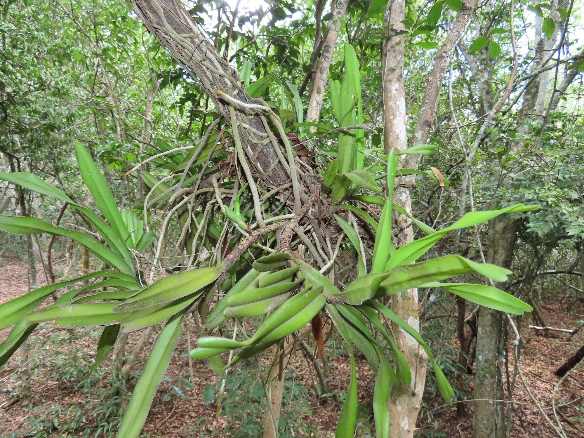 Image of Cyrtorchis praetermissa subsp. zuluensis (E. R. Harrison) H. P. Linder